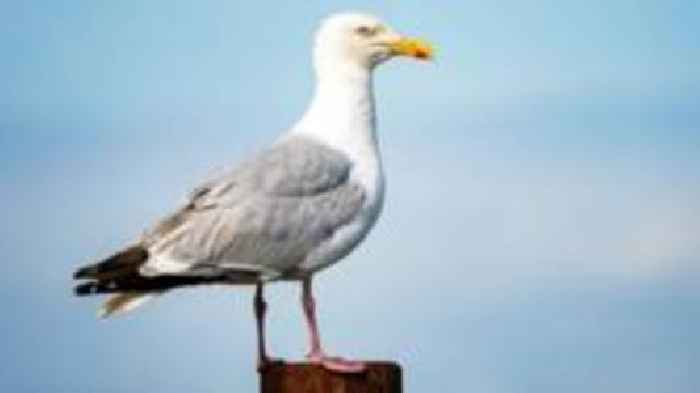 When do gulls become a problem?