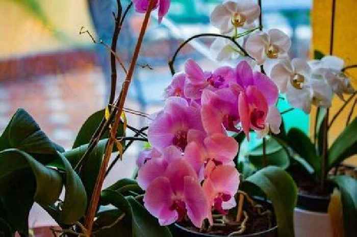 Gardening expert ensures beautiful orchid blooms for years with one simple tip