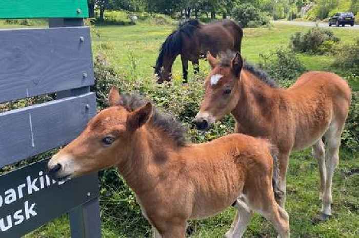 The stunning winter beach walk 75 minutes from Surrey named among UK's best - and you can see ponies en route