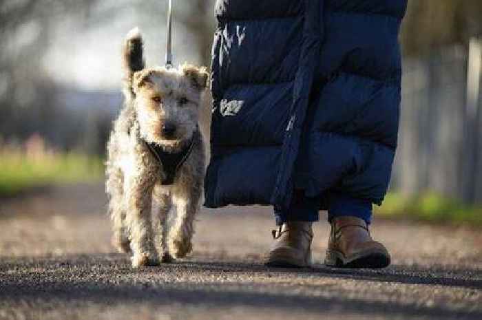 Vet warns of five things he 'never' does with his dog - including popular activity