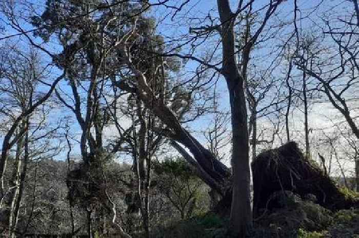 Almost 300 trees felled by Storm Eowyn on National Trust for Scotland's Ayrshire estates