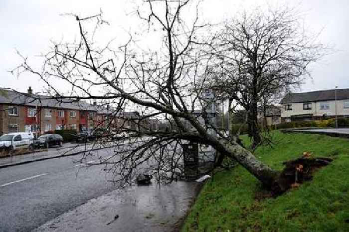 Renfrewshire Council says trees are 'systematically inspected' after Storm Eowyn 'fragility' concerns