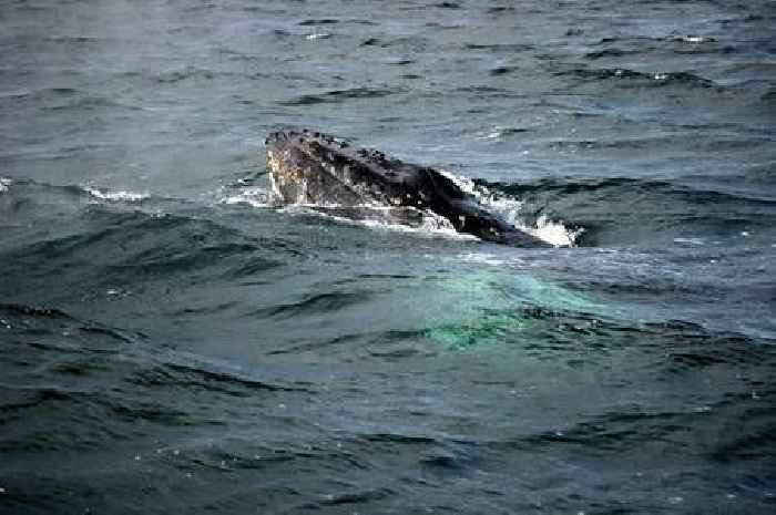 Whale trapped in 'ship's anchor chain' off Skye coast as rescuers work to free humpback