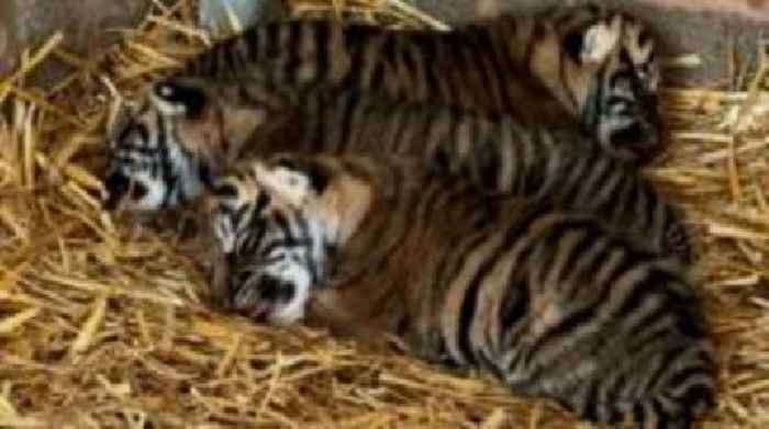 Endangered tiger cub triplets born at safari park