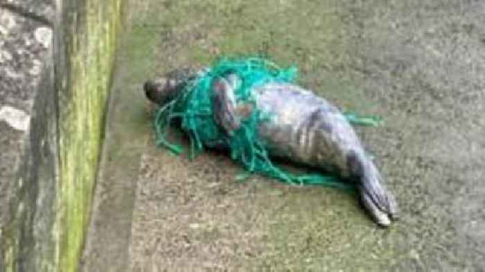 Lucky escape for seal pup tangled in fishing net