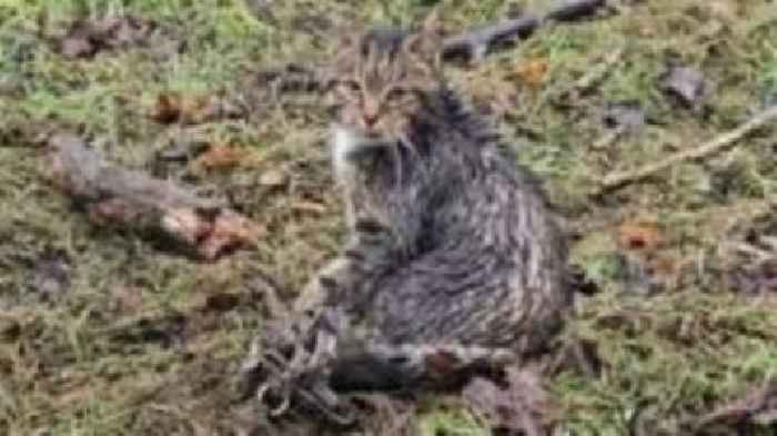 Cat found in illegal trap had to be euthanised