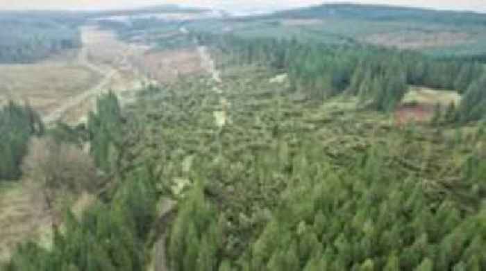 New images show scale of storm impact on forests