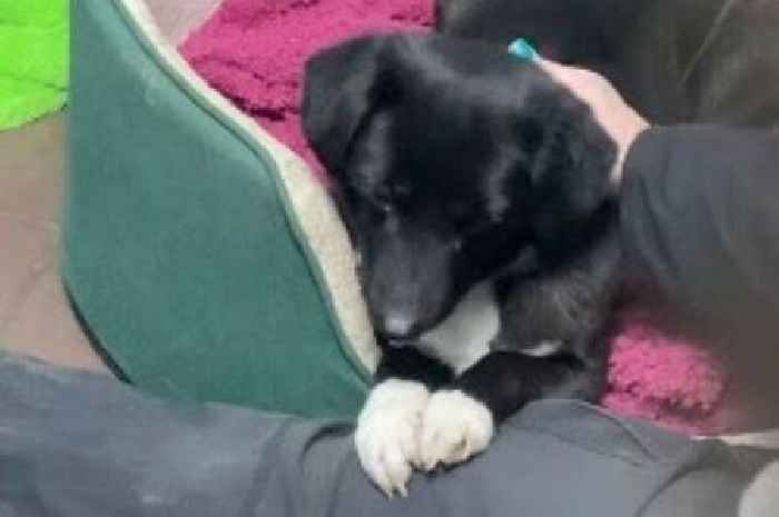 Heartbroken dog refuses to let go of volunteer's leg after being returned to kennels