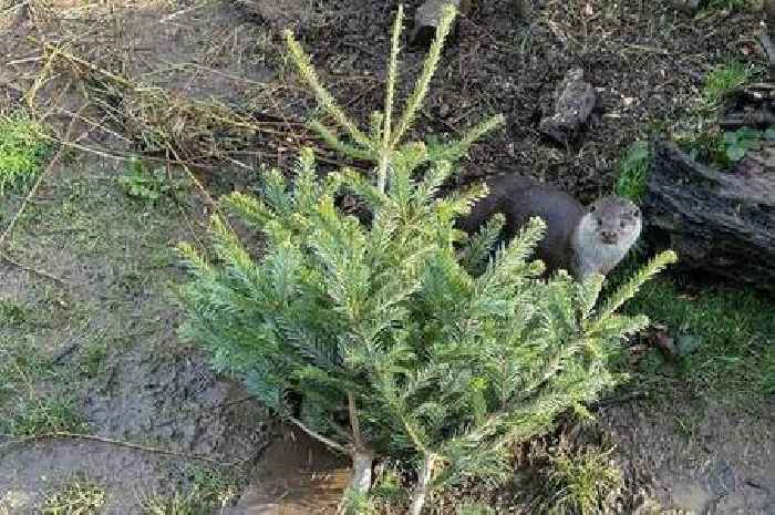 Otter cubs are going wild for your old Christmas trees