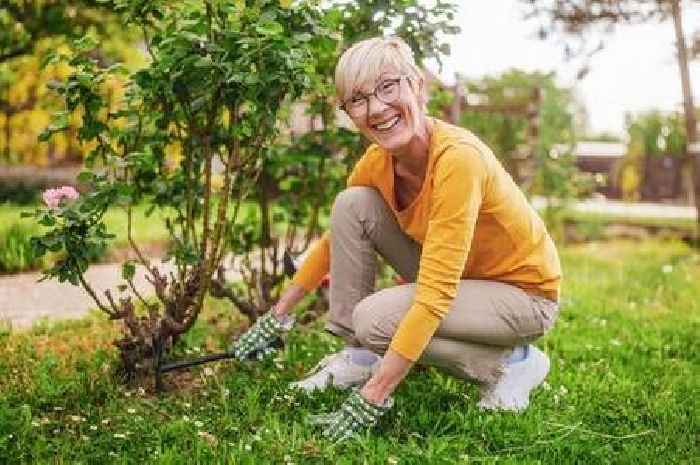 'I'm a gardener - this common houseplant that's safe for pets keeps mould away'