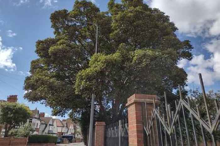 Councillors split over cutback of tree plagued by 'pooing pigeons' in Cleethorpes