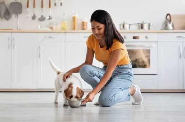 'I'm a vet – doing simple routine can show if dogs are healthy or need help'