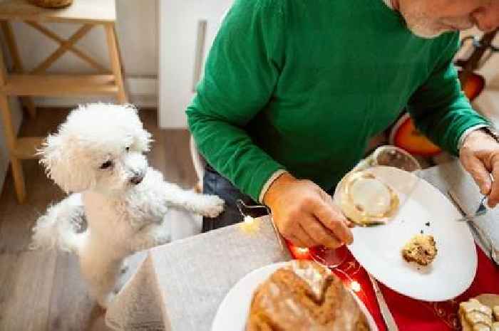 Dog nutritionist names food items you should never feed your pet