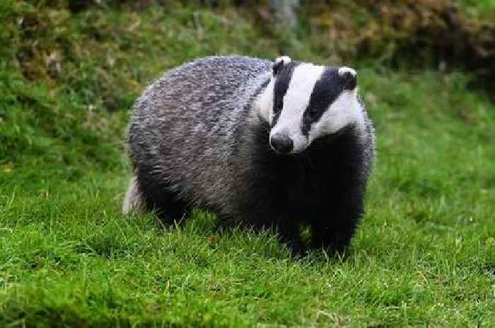 Police investigating after badger setts disturbed near Scots village