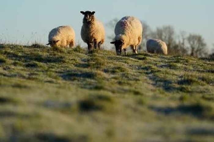 Seven sheep found dead in suspected worrying incident 'involving dog chase'