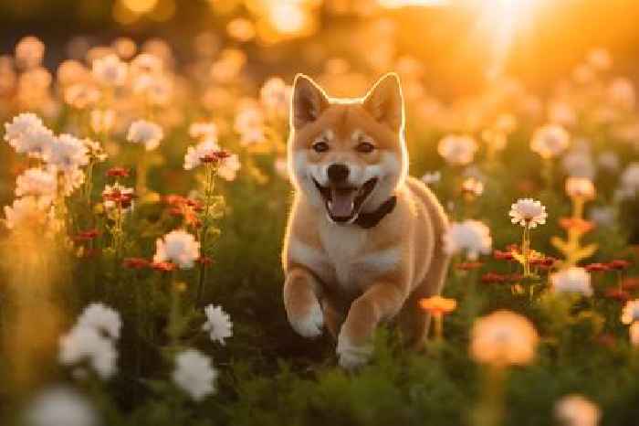 Will SHIB rise in February? A look at Shiba Inu’s past performance