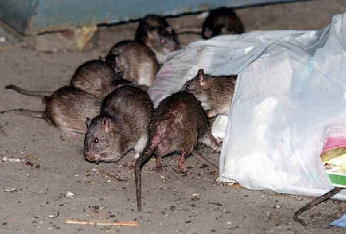 Get ready: Your city’s rat problem is likely going to get a lot worse