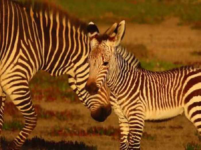 News24 | Cape mountain zebra foal latest addition to species brought back from the brink