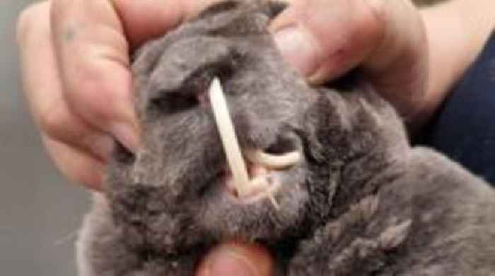 'Tusk teeth' left rabbit on brink of starvation