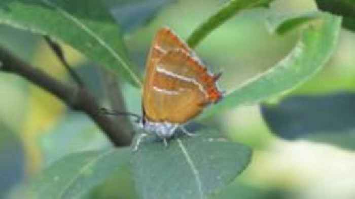 Egg count for rare butterfly sees 'positive result'