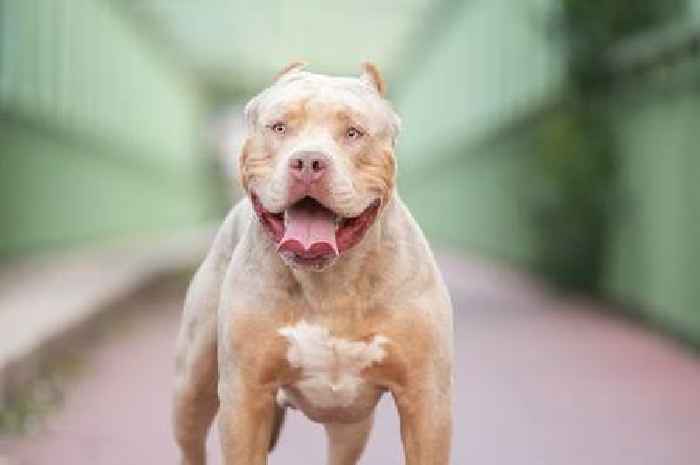 Woman fined after rescuing 'extremely skinny' dog that was illegal XL bully