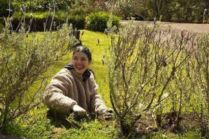 Gardening expert explains 'easy' task to do right now to make sure your lawn looks great in spring