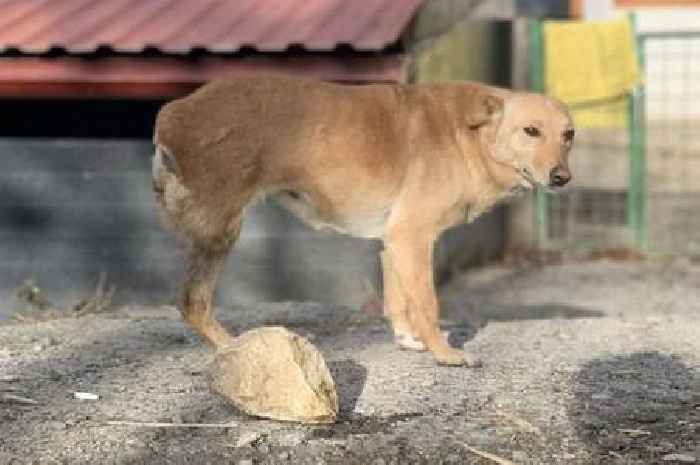 'Unwanted' three-legged dog has spent three years in rescue waiting for new home