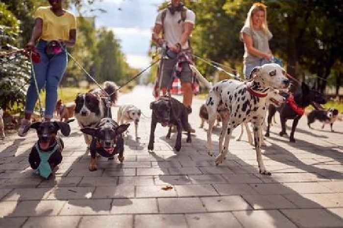 'I'm a dog trainer – don't be fooled by adorable breed that can be little terrors'