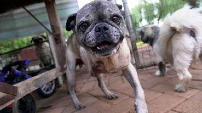 South African woman has rescued more than 2,500 pugs