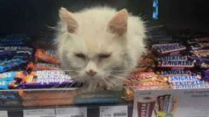 'Wanderlust' petrol station cat dies aged 15