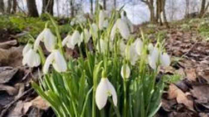 Your photos: Snowdrops, boats and a bull