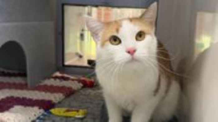 Urgent appeal for rural home owners to adopt cats