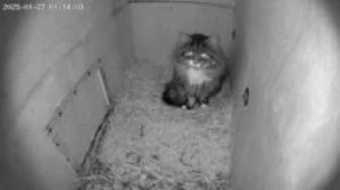 Feral cat finally caught in 'another' owl nest box