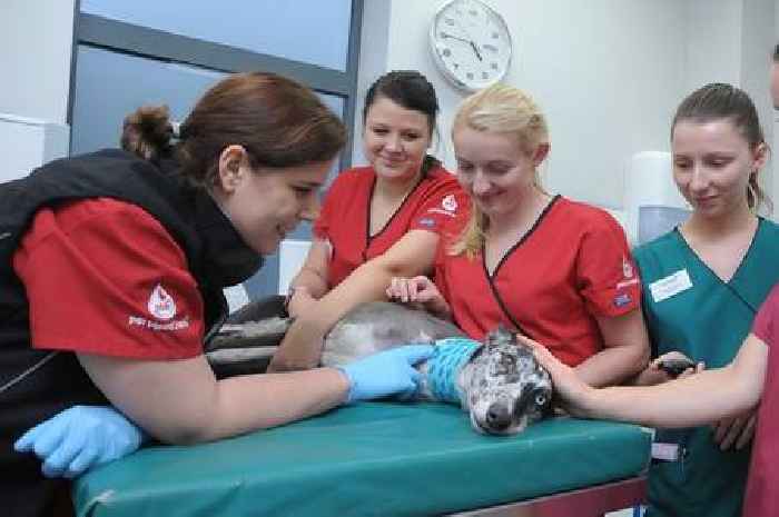 Dog lifesavers needed as pet blood bank launches donation scheme