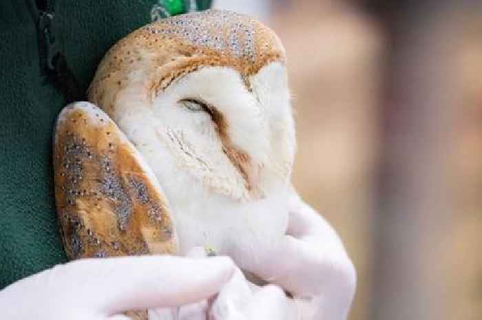 Barn owl rescued after collapsing in Essex field due to eating poisoned rodent