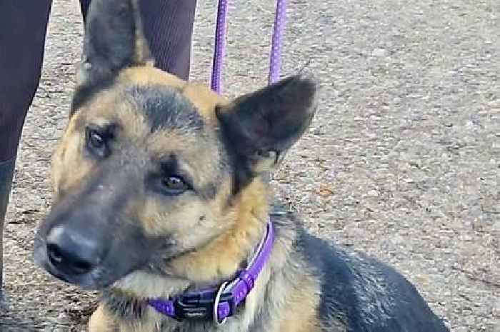 Heartbroken dog rescued after spending four years tied to tree in lonely graveyard