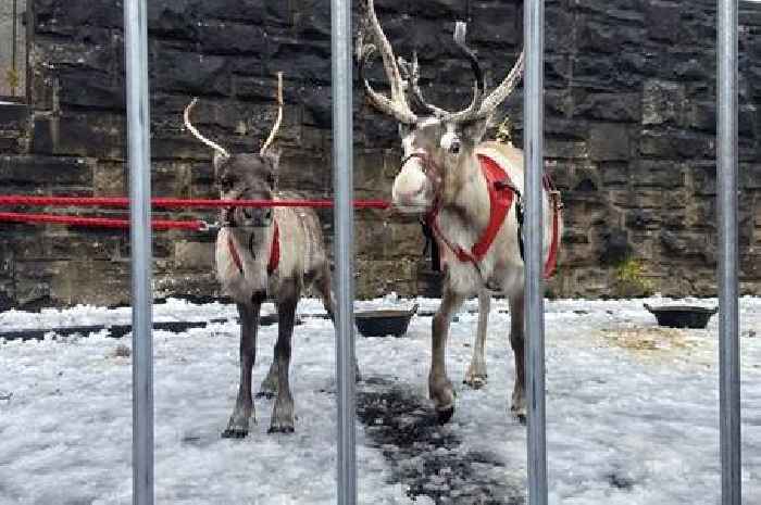 Distressing footage of reindeer at Christmas shows sparks calls for ban