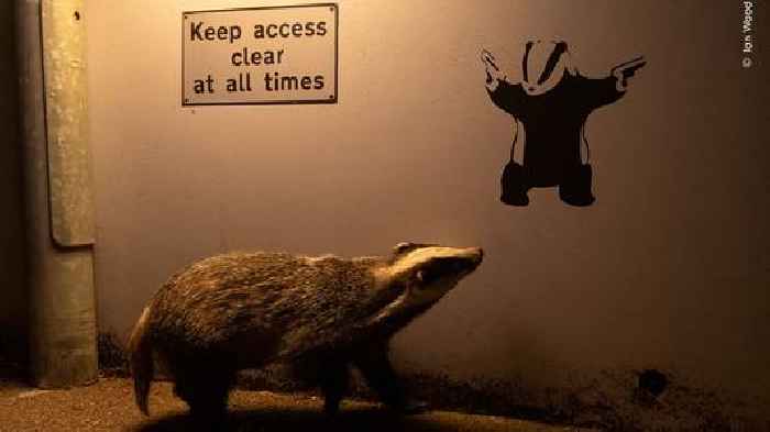 Badger admiring a Banksy scoops wildlife photographer award