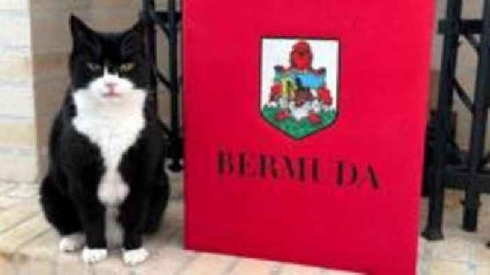 Ex-Foreign Office cat starts job in Bermuda