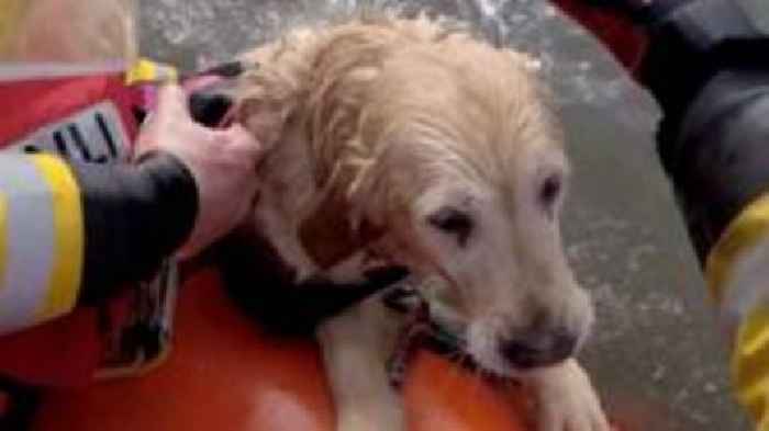 Watch as lifeboat rescues spooked retriever Seren