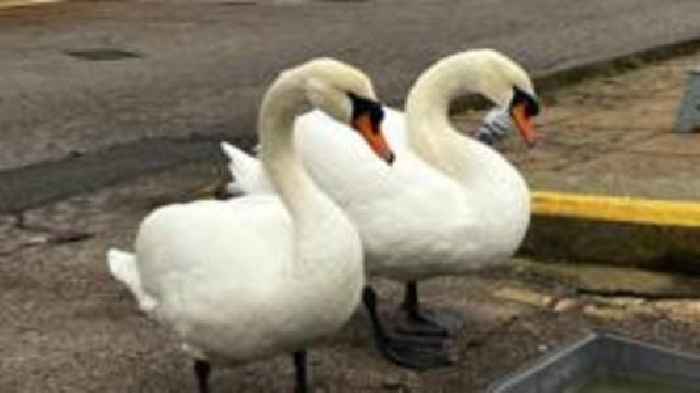 'Beautiful' swan run over and killed