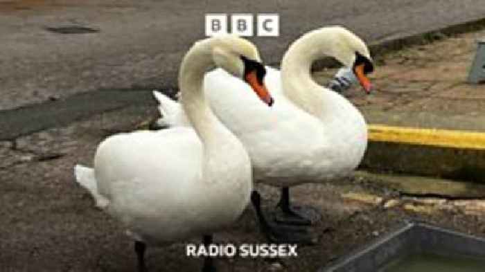 Shoreham's Bertie killed by vehicle.