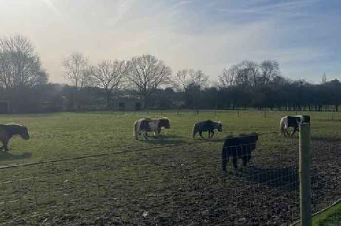 The brilliant Essex animal sanctuary loved by Leona Lewis that makes for a great day out