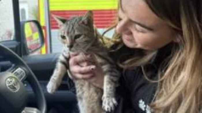 Cat survives for five days underground after storm