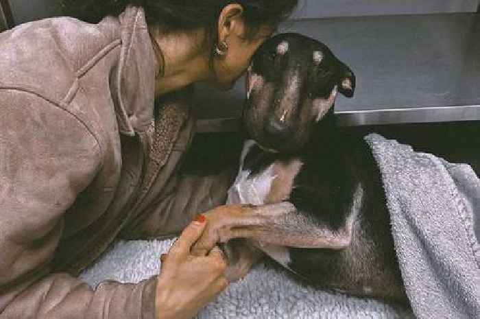 'Unbearable grief' after beloved dog dies following visit to Cornish beach