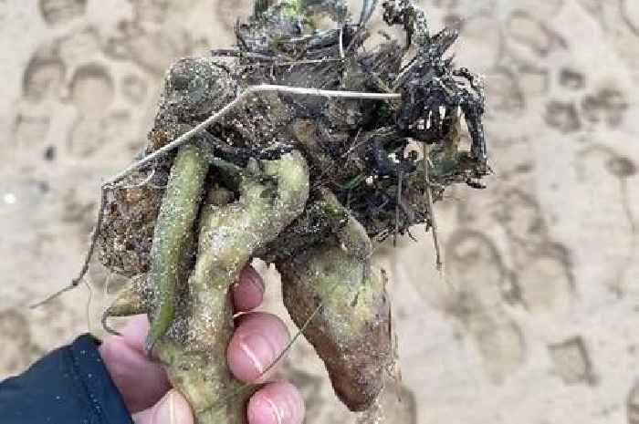 Deathly poisonous plants washing up all over Cornwall's coast