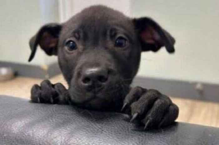 Adorable puppy watches as siblings secure new homes – but no one wants him