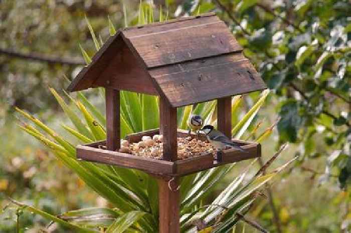 Gardeners warned to stop using bird tables amid fears of disease spread as RSPB pull them from sale