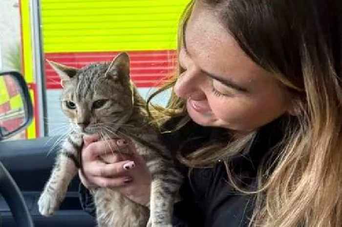 Missing cat trapped under Scots flats for five days reunited with owner