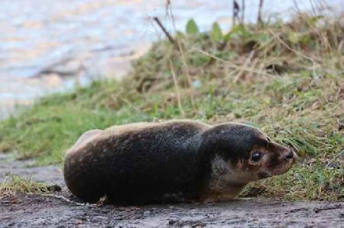 Stranded seal pup rescued after getting stuck in river in middle of Scots town